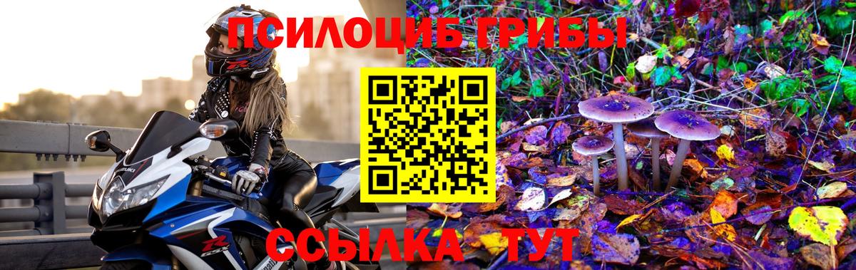 Псилоцибиновые грибы Psilocybine cubensis Павловский Посад